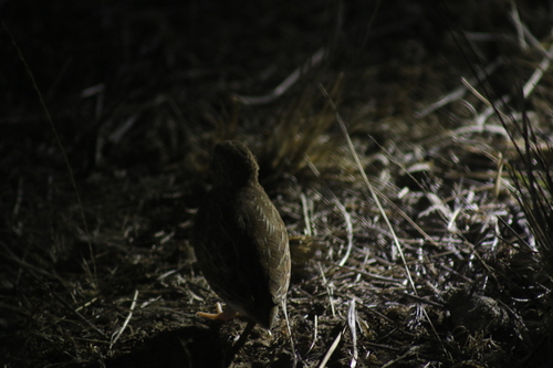 Little Buttonquail (Turnix velox), photo 3