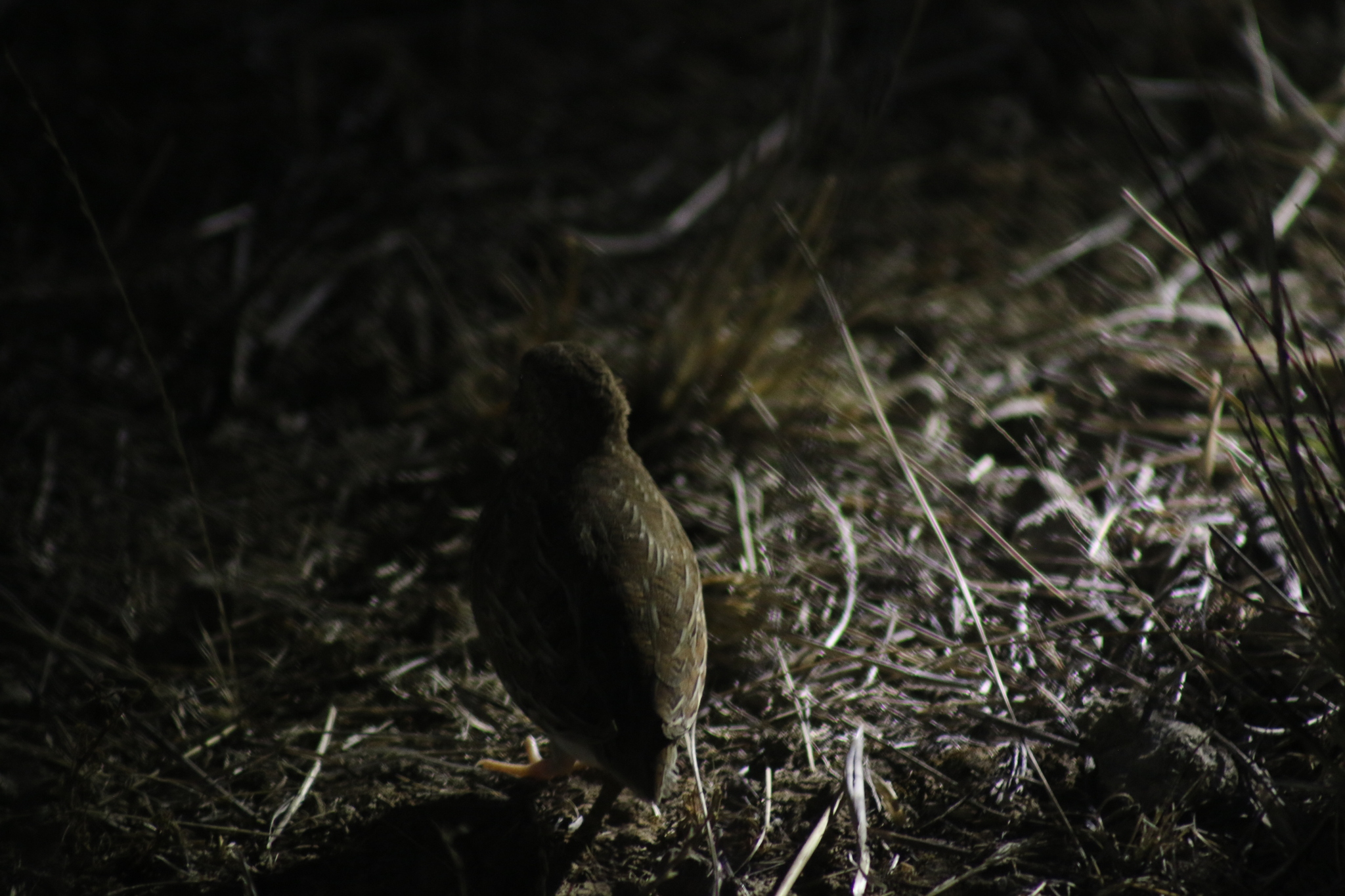 Little Buttonquail (Turnix velox), photo 4
