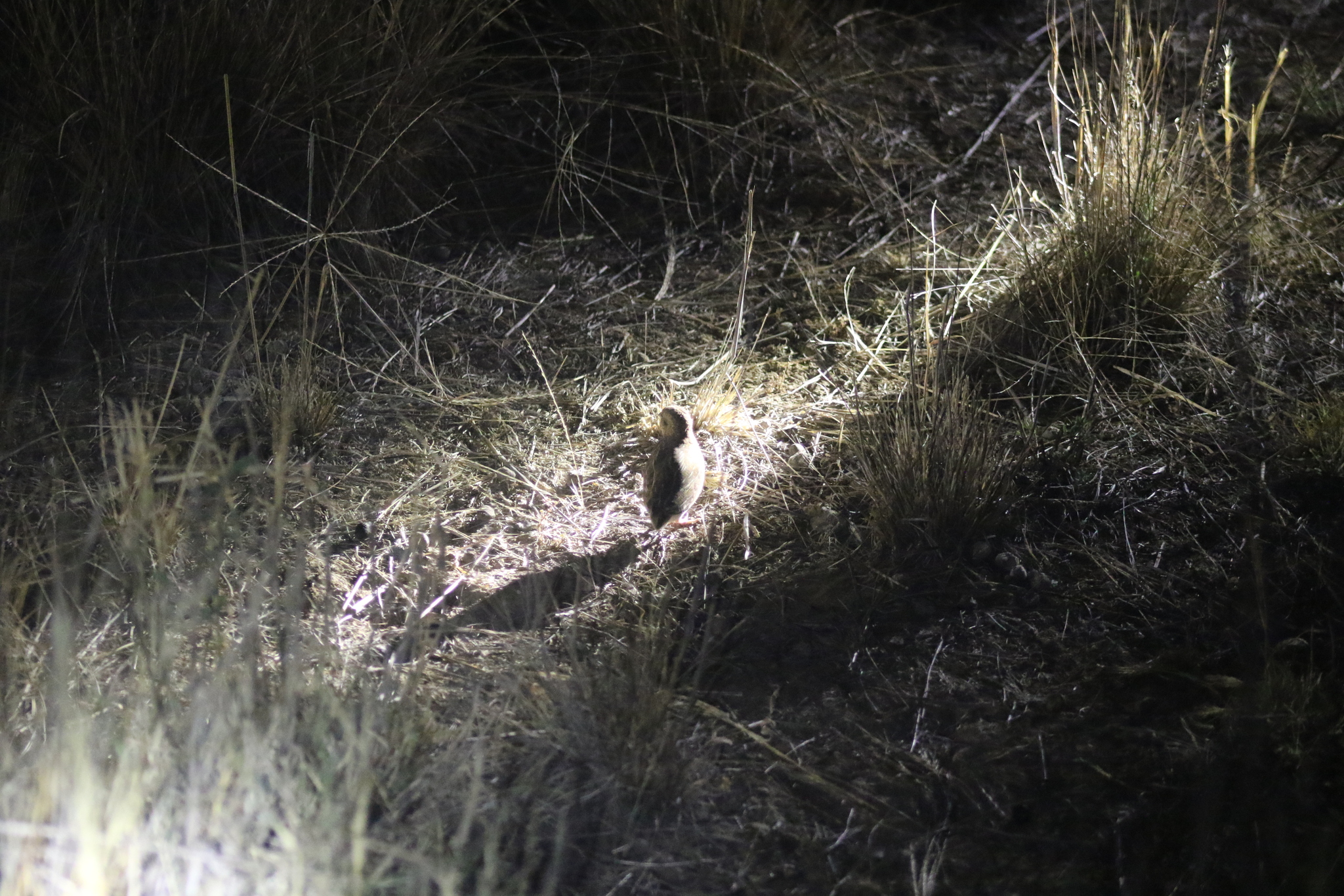 Little Buttonquail (Turnix velox), photo 5