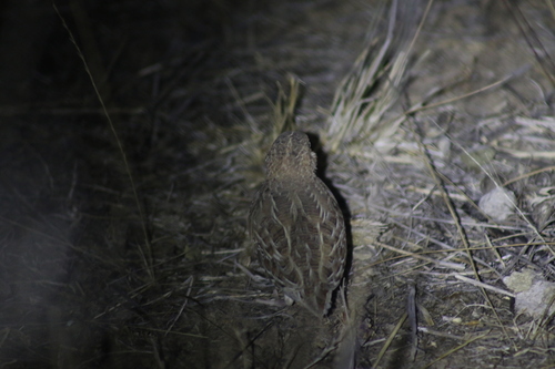 Little Buttonquail (Turnix velox), photo 2