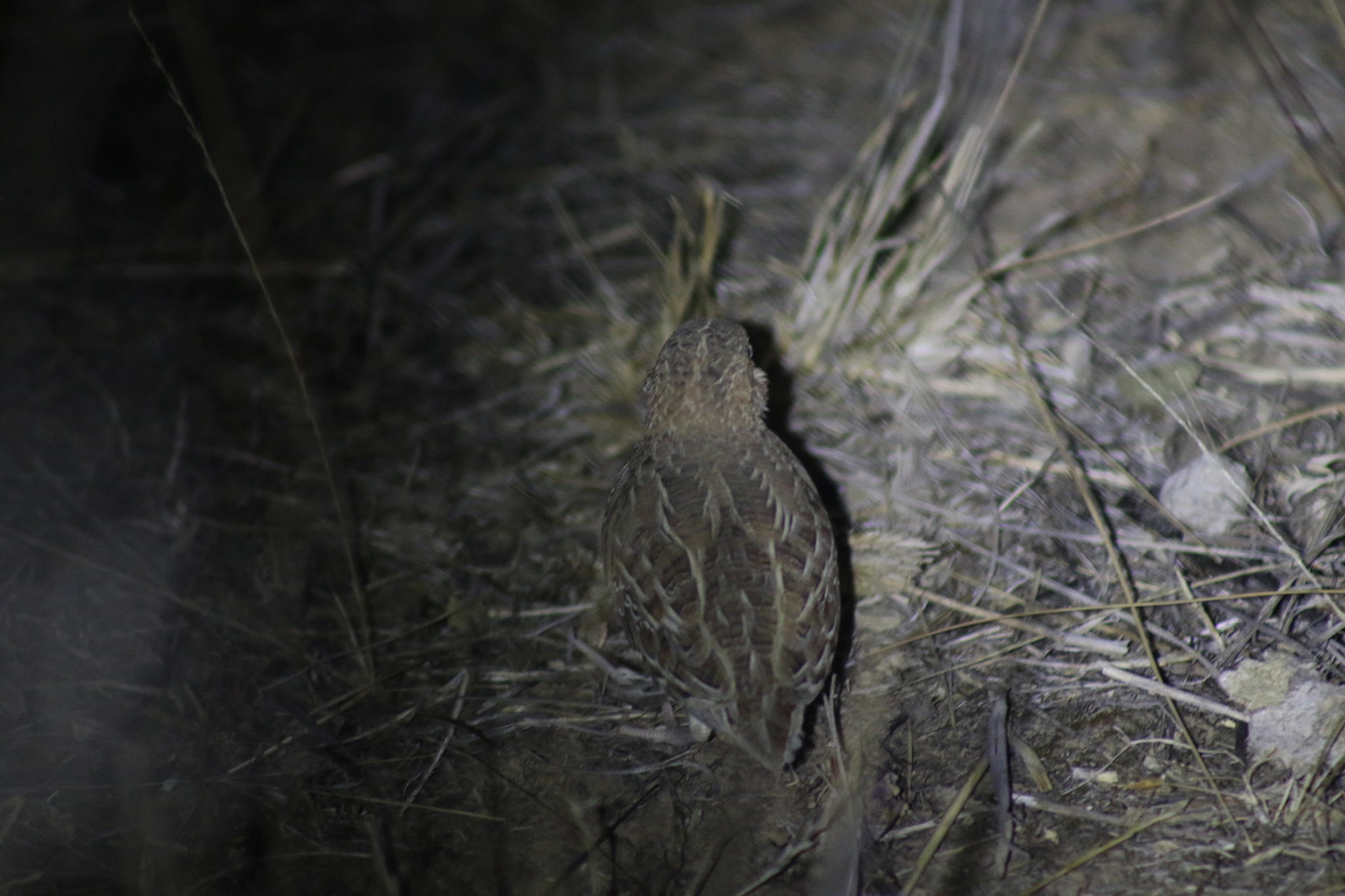 Little Buttonquail (Turnix velox), photo 2