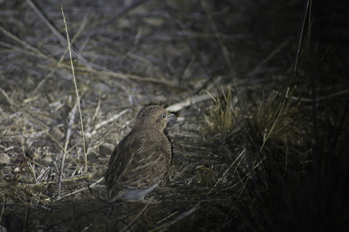 Little Buttonquail (Turnix velox), photo 5