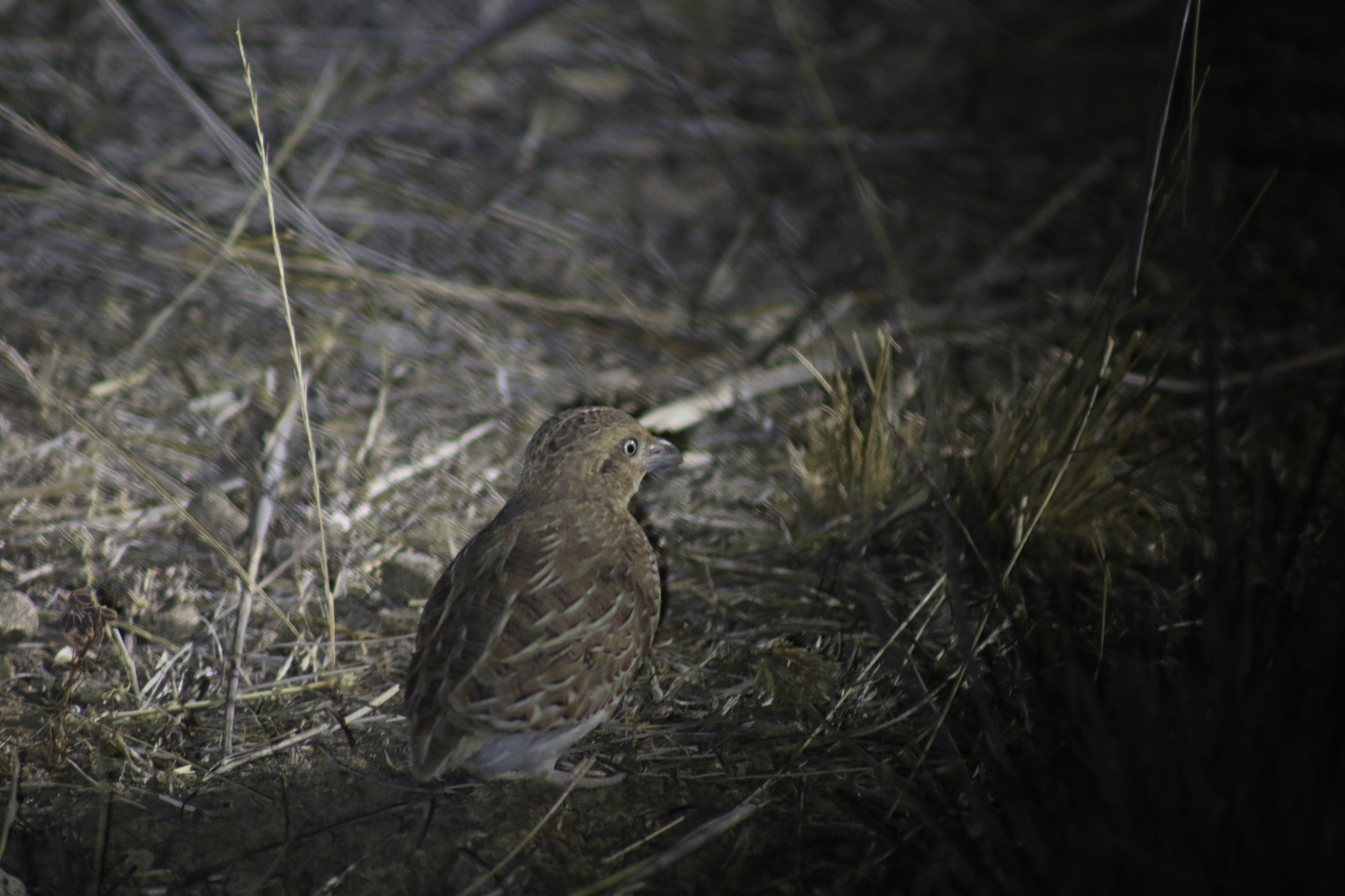 Little Buttonquail (Turnix velox), photo 6