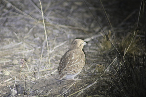Little Buttonquail (Turnix velox)