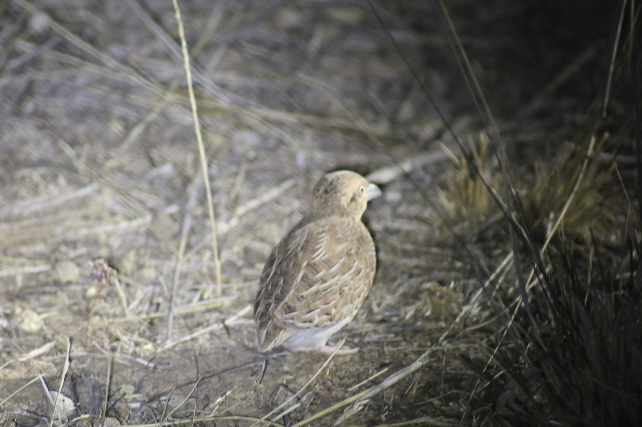 Little Buttonquail (Turnix velox), photo 1