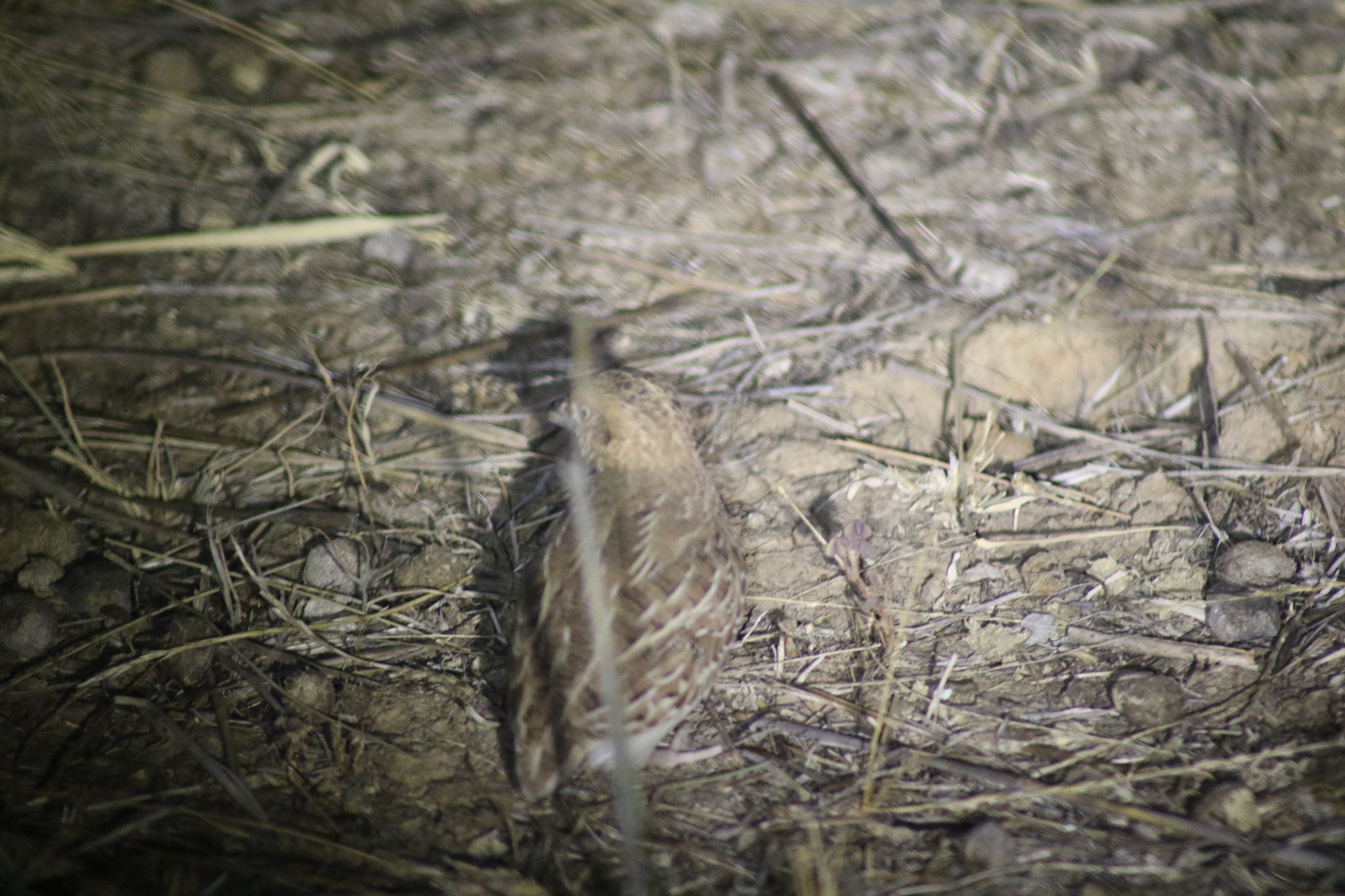 Little Buttonquail (Turnix velox), photo 7
