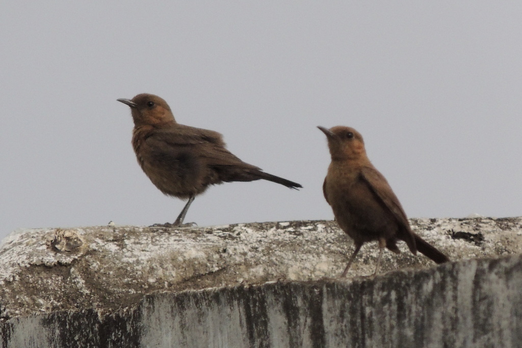 Brown Rock Chat
