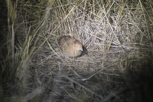 Little Buttonquail (Turnix velox), photo 10