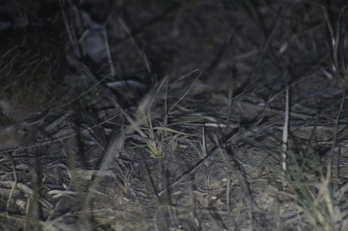Little Buttonquail (Turnix velox), photo 9