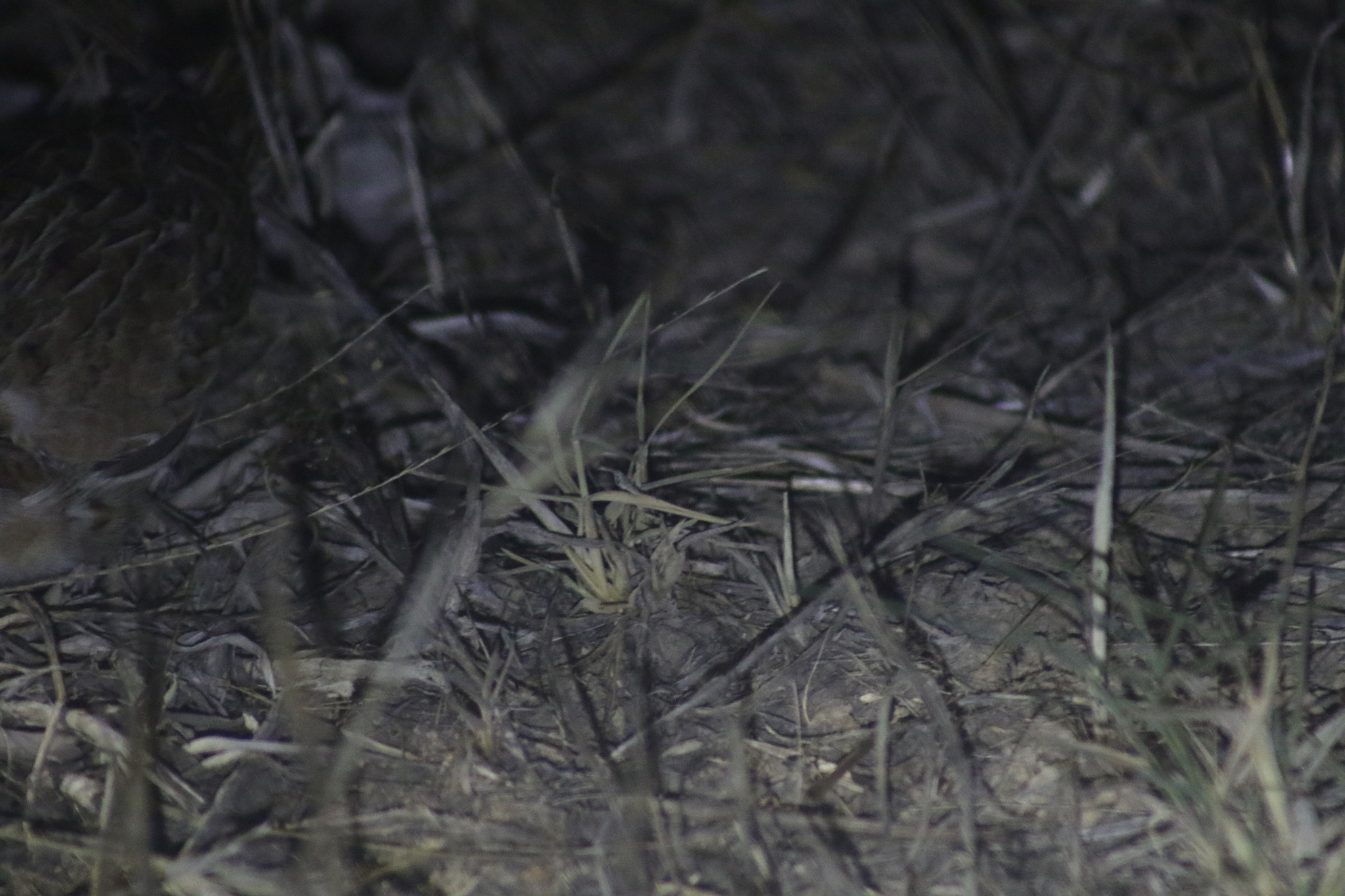 Little Buttonquail (Turnix velox), photo 10