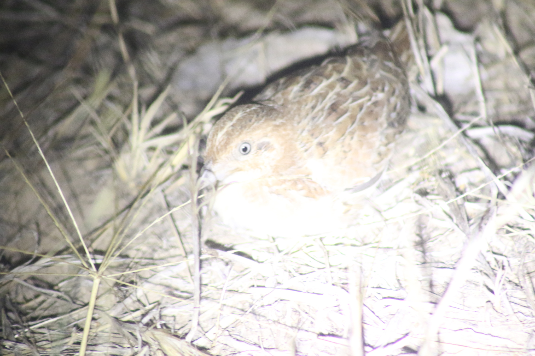 Little Buttonquail (Turnix velox), photo 9