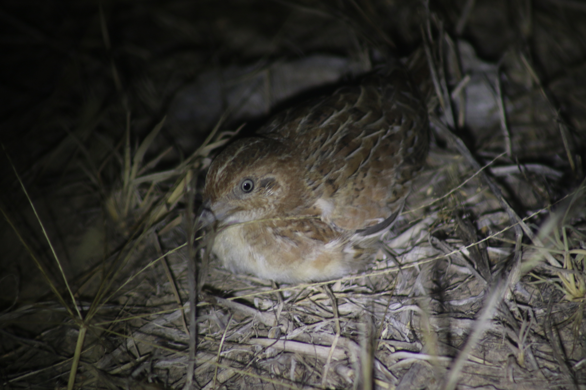 Little Buttonquail (Turnix velox), photo 8