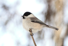 Willow Tit photo 3