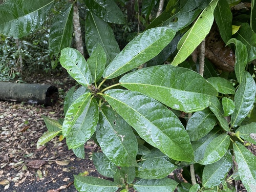 Ficus copiosa observed 2025-02-16