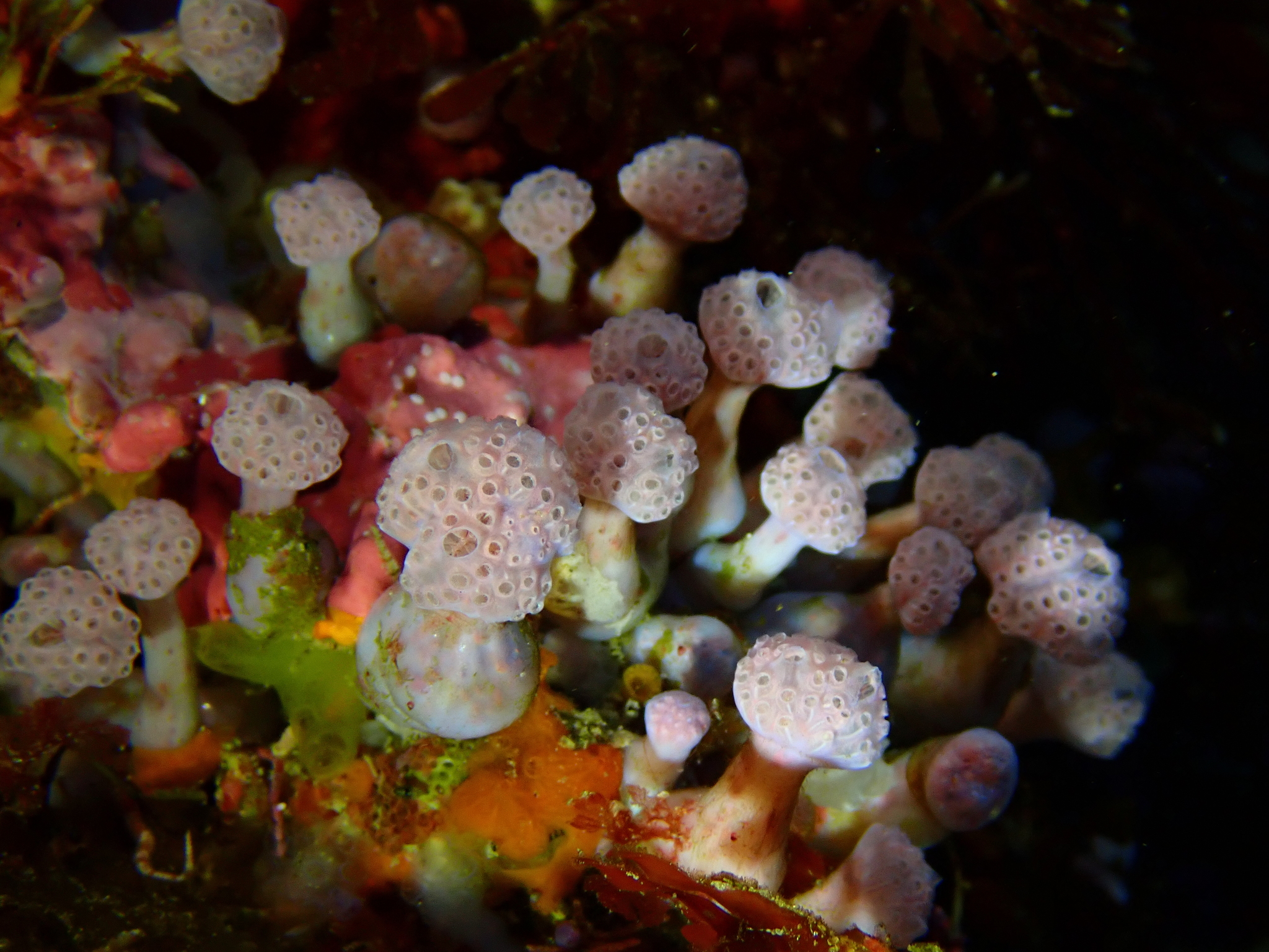 Hypsistozoa fasmeriana (Michaelsen, 1924)