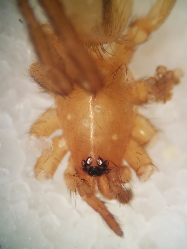 Drassyllus mumai