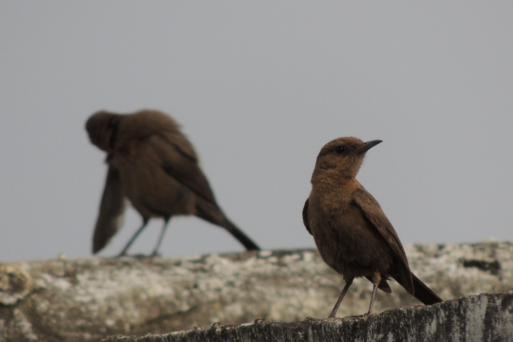 Brown Rock Chat