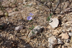 Ruellia parryi
