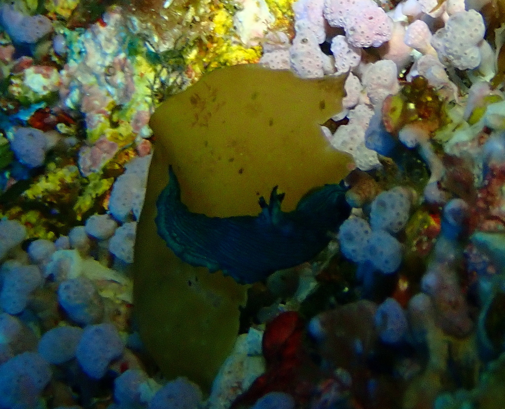 Fine-lined Tambja