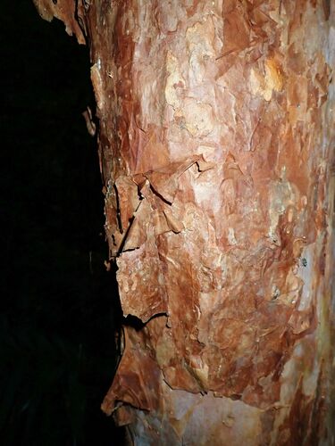 paperbark satinash (Syzygium papyraceum)