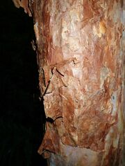 Syzygium papyraceum, photograph (c) Wairambar Rainforest, some rights reserved (CC BY)