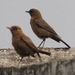Indian Chat - Photo (c) Vijay Barve, some rights reserved (CC BY), uploaded by Vijay Barve