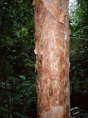 Syzygium papyraceum, photograph (c) Wairambar Rainforest, some rights reserved (CC BY)
