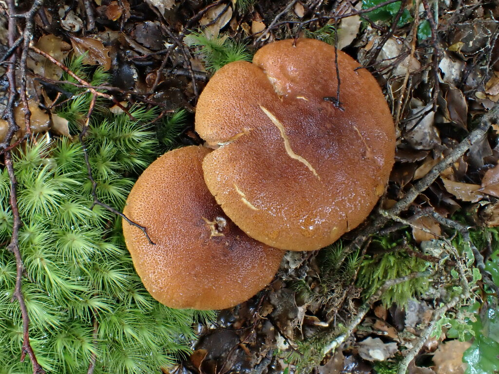 Thaxterogaster castoreus · February 2025 · photo: © grey (iNaturalist, cc-by-nc)