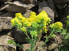 Solidago rigida rigida