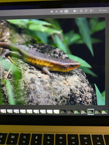 Eutropis multifasciata