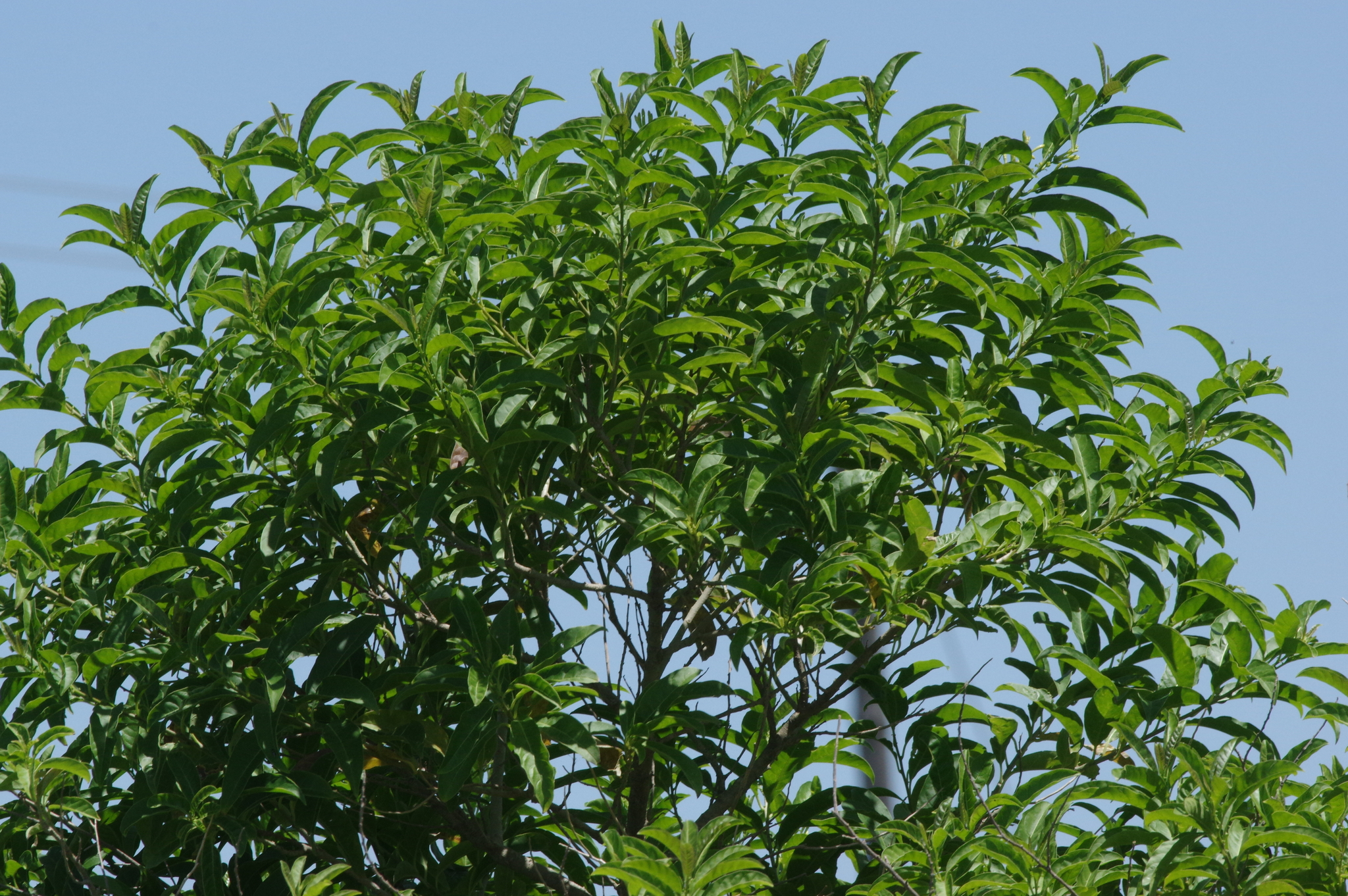 Imagem de Jasmim-do-pará