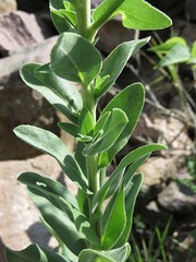 Solidago rigida rigida