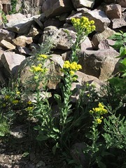 Solidago rigida rigida