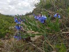 Mertensia lanceolata