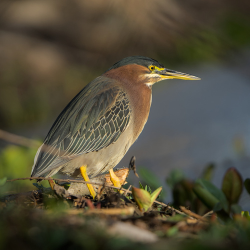 iNaturalist observation photo of Green Heron