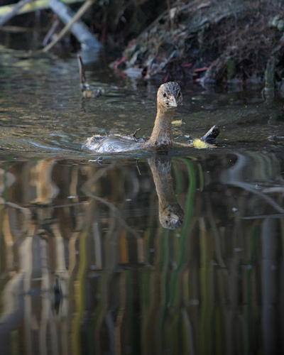 iNaturalist observation photo of Pied-billed Grebe