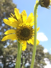 Verbesina tetraptera