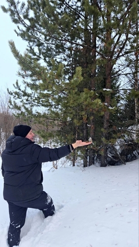 Siberian Tit