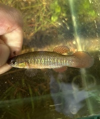 Redface Topminnow photo 4