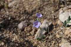 Ruellia parryi