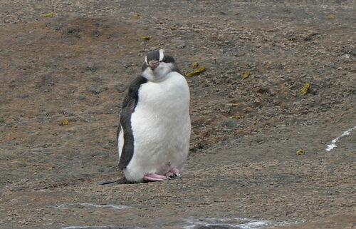 Pingüino de Sclater (Eudyptes sclateri)
