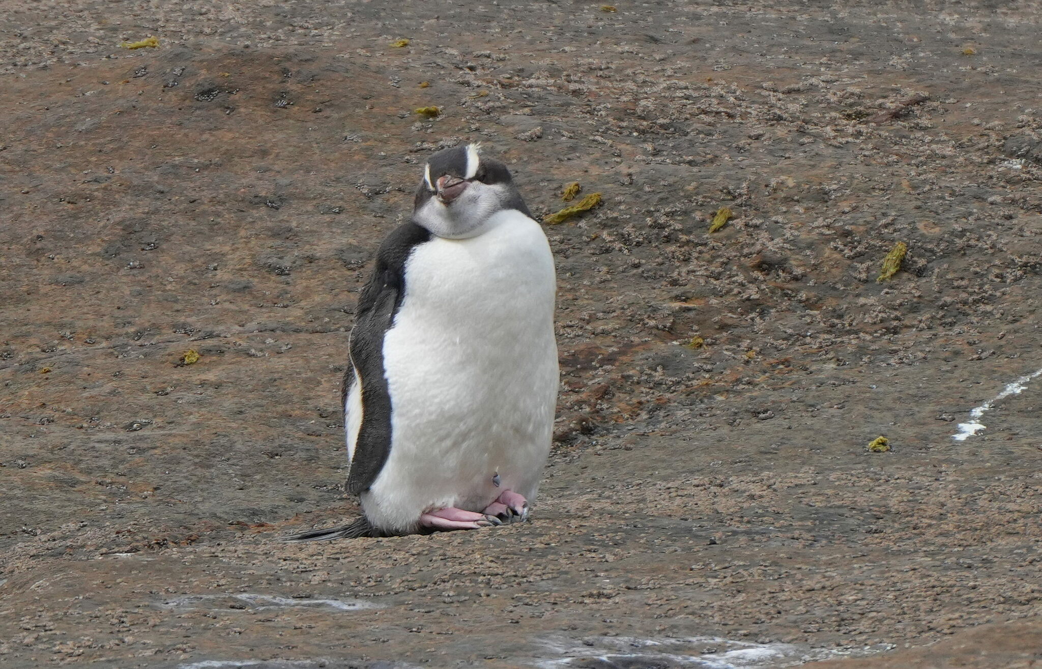 Erect-crested Penguin illustration