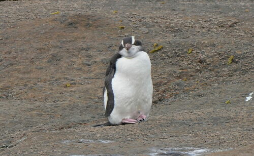 Erect-crested Penguin (Eudyptes sclateri), photo 2