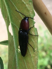 Parallelostethus attenuatus