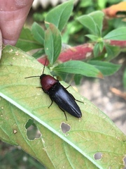 Parallelostethus attenuatus
