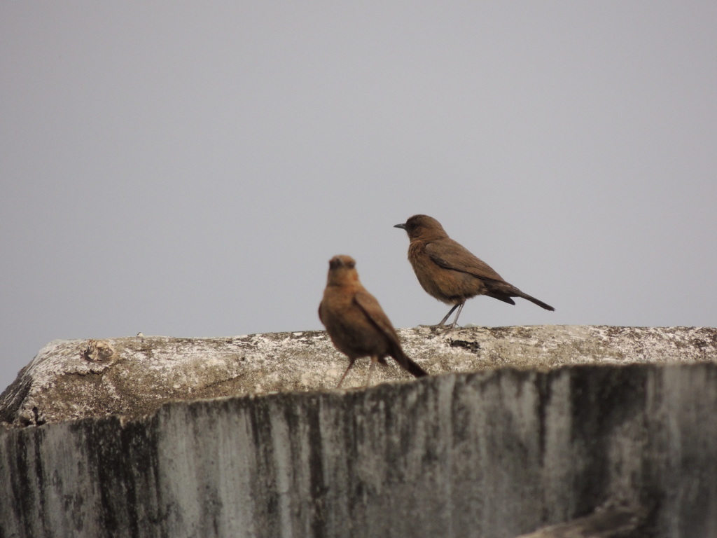 Brown Rock Chat