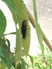 Parallelostethus attenuatus