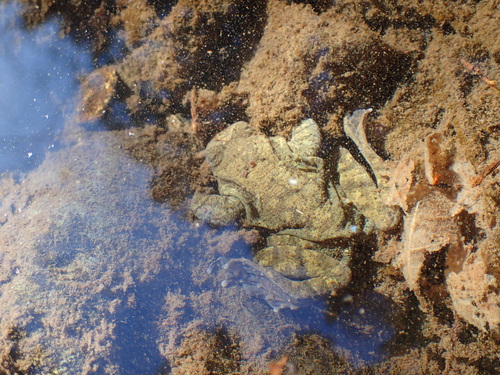 Stream Brown Frog, Rana sakuraii