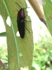 Parallelostethus attenuatus