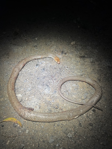 Eastern Brown Snake sighting
